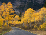 Aspen Trees on the Slopes of Mt. Timpanogos, Wasatch-Cache National Forest, Utah, USA Photographic Print by Scott T. Smith