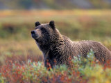 Grizzly Bear Surrounded by Fall Colors of Denali National Park, Alaska, USA Photographic Print by Darrell Gulin