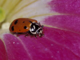 Ladybug Beetle Photographic Print by Adam Jones