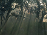 Morning Light Through Oaks in Fog, Savannah, Georgia, USA Photographic Print by Joanne Wells