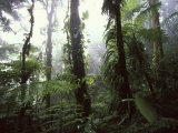 Monteverde Cloud Forest, Costa Rica Photographic Print by Stuart Westmoreland