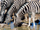 Zebras at Waterhole, Etosha National Park, Namibia Photographic Print by Christer Fredriksson