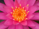 Hybrid Water Lily, Louisville, Kentucky, USA Photographic Print by Adam Jones