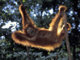 Borneo, Tanjung National Park Orangutan (Pongo Pygmaeus) juvenile stretching out between branches Photographie par Theo Allofs