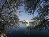 Cherry Blossoms Line the Tidal Basin Photographic Print