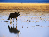 Gemsbock (Oryx Antelope) on Etosha Pan After Rains, Etosha National Park, Namibia Lámina fotográfica por Christer Fredriksson