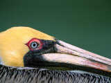 Male Brown Pelican in Breeding Plumage, Sanibel Island, Florida, USA Photographic Print by Charles Sleicher
