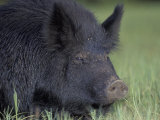 Wild boar, Feral Pig, Florida, USA Lámina fotográfica por Maresa Pryor