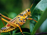 Grasshopper, U.S.A. Photographic Print by Greg Johnston