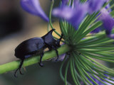 Rhinoceros Beetle, Papua New Guinea Photographic Print by Michele Westmorland