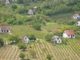 Vineyard View from Calvary Hill, Southern Transdanubia, Hungary Photographic Print by Walter Bibikow