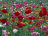 Shirley Mixed and California Poppy Field in Sequim, Washington, USA Photographic Print by Jamie & Judy Wild