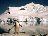 Chinstrap Penguin at Paradise Bay in Antarctica, 1975 Photographie
