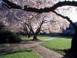 Cherry Blooms at the University of Washington, Seattle, Washington, USA Photographic Print by William Sutton
