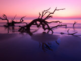 Tree Graveyard on Beach at Dusk, Jekyll Island, Georgia, USA Photographie par Joanne Wells
