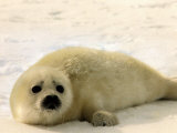 Seal Pup Lying on Snow, 1995 Photographic Print