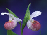 Showy Lady's Slippers, Bruce Peninsula National Park, Michigan, USA Photographic Print by Claudia Adams