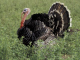 Turkey in Field, Ica, Peru Photographie par Claudia Adams