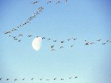 Flock of Snow Geese Flies before a Setting Moon, Washington, USA Photographic Print by William Sutton