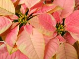 Christmas Royal Poinsettia Photographic Print by Maresa Pryor