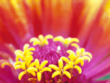 Whirligig Zinnia, Seattle, Washington, USA Photographic Print by Terry Eggers