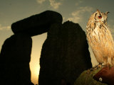 A Pet Owl Sits on a Stone Photographic Print