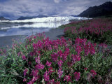 Fireweed Blossoms, Matanuska Glacier, Chugach Range, Alaska, USA Photographic Print by Paul Souders