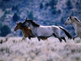 Kiger Mustang Wild Horses, U.S.A. Photographic Print by Mark Newman