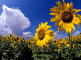 Sunflowers, Colorado, USA Photographic Print by Terry Eggers