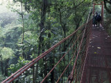 Visitors on Suspension Bridge Through Forest Canopy, Monteverde Cloud Forest, Costa Rica Photographie par Scott T. Smith