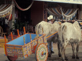 Ox Cart in Artesan Town of Sarchi, Costa Rica Photographie par Stuart Westmoreland