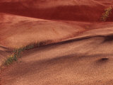 Chenactis Flowers in Painted Hills of John Day Fossil Beds, Oregon, USA Photographic Print by Julie Eggers