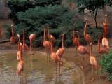 Flamingos at Forest Park, St. Louis Zoo, St. Louis, Missouri, USA Photographic Print by Connie Ricca