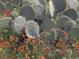 Cactus and Indian Blanket Flower, Moore, Texas, USA Photographic Print by Darrell Gulin