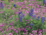 Bluebonnets among Phlox, Hill Country, Texas, USA Photographic Print by Adam Jones