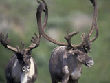 Bull Caribou on Thorofare Pass, Denali National Park, Alaska, USA Lámina fotográfica por Paul Souders