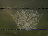 The Work of a Spider is Highlighted by the Morning Sun - Fotografik Baskı The Work of a Spider is Highlighted by the Morning Sun - Fotografik Baskı