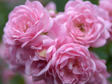 Pink Landscape Roses, Jackson, New Hampshire, USA Photographie par Lisa S. Engelbrecht