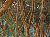 Madrona Trees on the San Juan Islands, Washington, USA Photographic Print by John & Lisa Merrill
