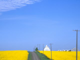 Road Running Through Canola Field with Gray Barn, Grangeville, Idaho, USA Photographic Print by Terry Eggers