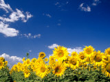 Terry Eggers - Sunflowers, Colorado, USA - Fotografik Baskı Terry Eggers - Sunflowers, Colorado, USA - Fotografik Baskı