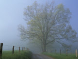Foggy Road and Oak Tree, Cades Cove, Great Smoky Mountains National Park, Tennessee, USA Photographic Print by Darrell Gulin