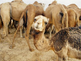 A Baby Camel Stands by as Older Ones Feed Near the Mauritanian Capital Nouakchott Photographic Print