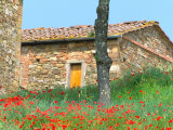 Abandoned Villa with Red Poppies, Tuscany, Italy Photographic Print by Julie Eggers