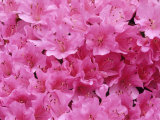 Azalea Rhododendron Photographic Print by Daisy Gilardini