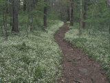 Footpath through White Fringed Phacelia, Great Smoky Mountains National Park, Tennessee, USA Photographic Print by Adam Jones