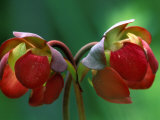 God Rays on Pitcher Plant Blossom, St. Ignace, Michigan, USA Photographic Print by Claudia Adams