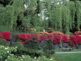 Japanese Garden Rhododendrons in Washington Park Arboretum, Seattle, Washington, USA Photographic Print by Jamie & Judy Wild
