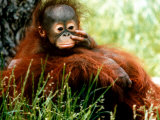 Orangutan Lola and Baby Jorong at Chester Zoo, November 1995 Photographic Print