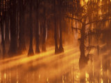 Cypress Trees in Foggy Sunrise, George Smith State Park, Georgia, USA Photographic Print by Joanne Wells